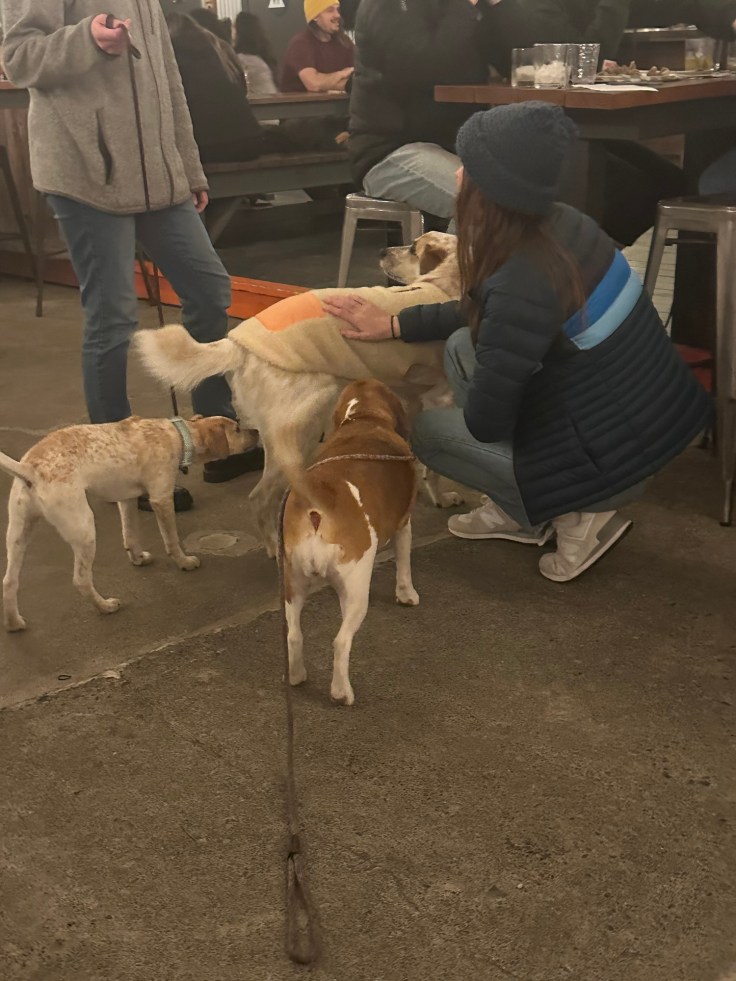 Dogs meeting at The Block