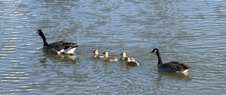 geese and their gosling